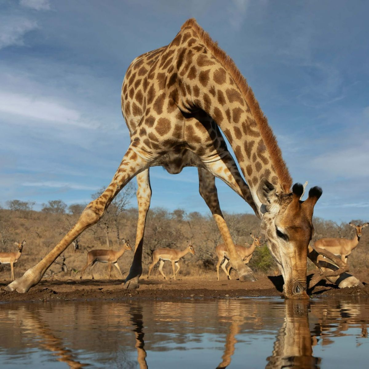 Adventure Safari