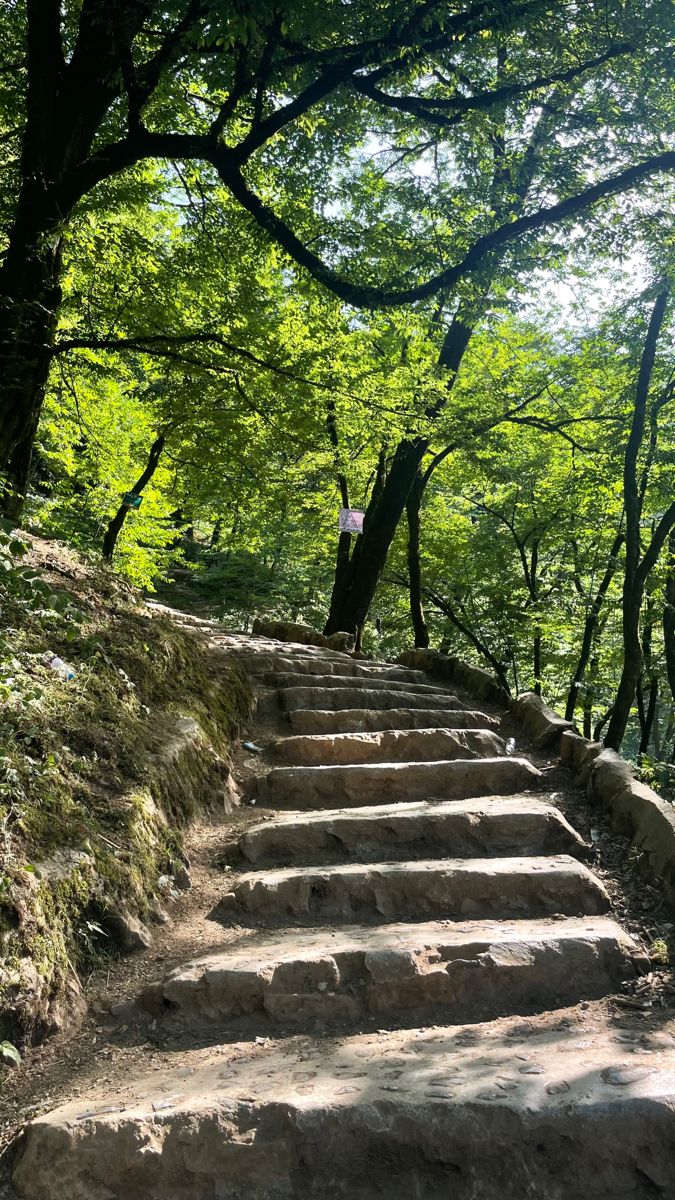 Kaya Kinondo Sacred Forest