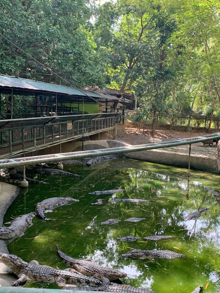Mamba Village Tour