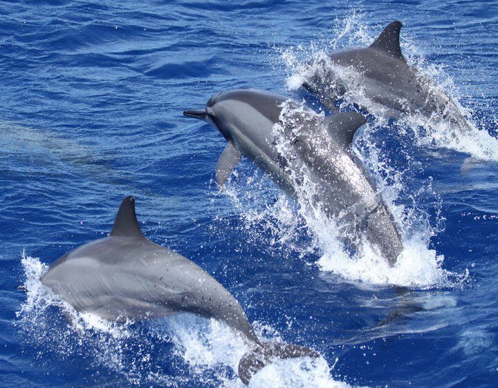 Malindi Marine National Park