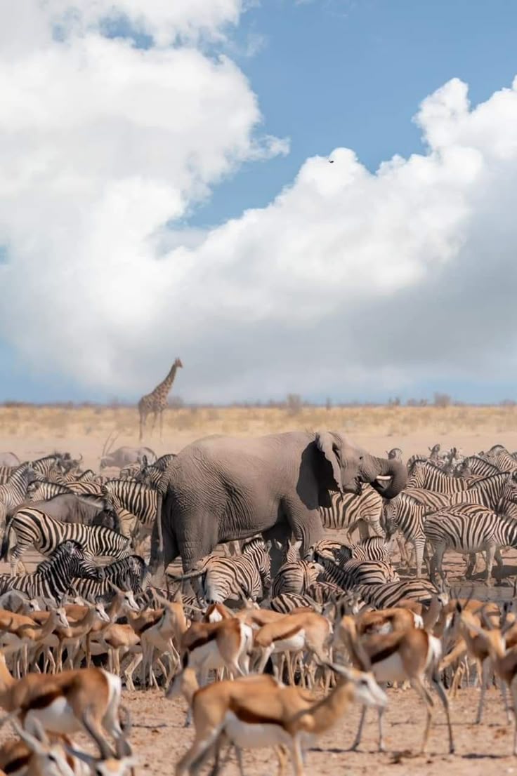 Tsavo National Parks